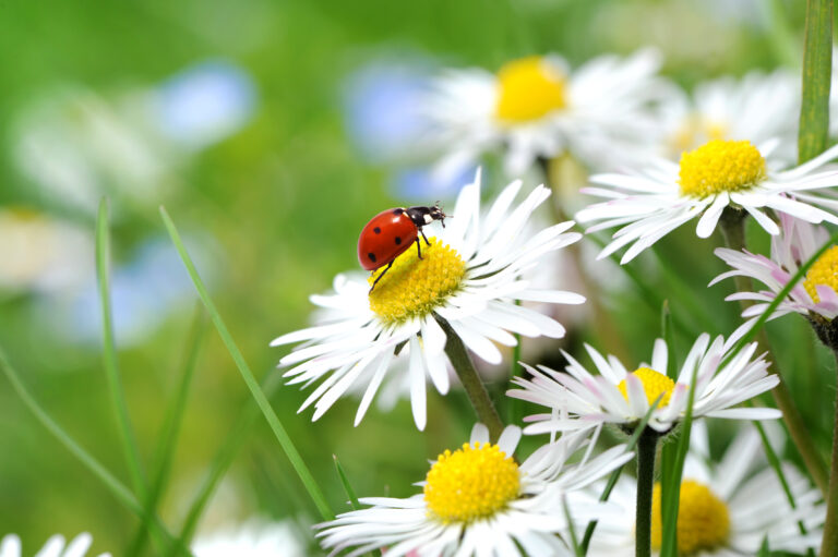 Mehr Rücksicht auf Insekten und Kleintiere – unsere Anfrage zur Grünpflege in Korschenbroich